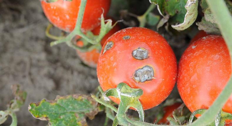 The Federal Ministry of Agriculture is currently in talks with the Federal Ministry of Finance to leverage the Tomato Levy Fund [Daily Post]