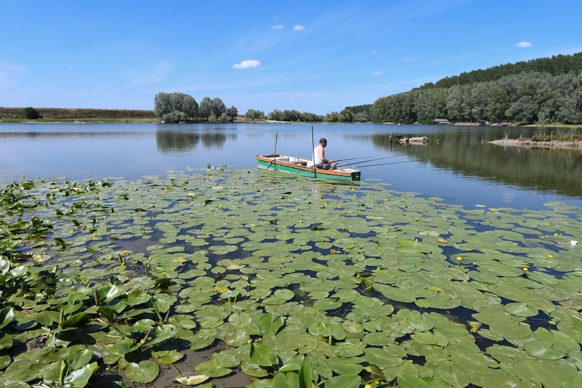 Koviljsko petrovaradinski rit