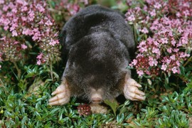 TRI načina kako da oterate KRTICE IZ BAŠTE ZAUVEK! Ova biljka bukvalno čudo pravi