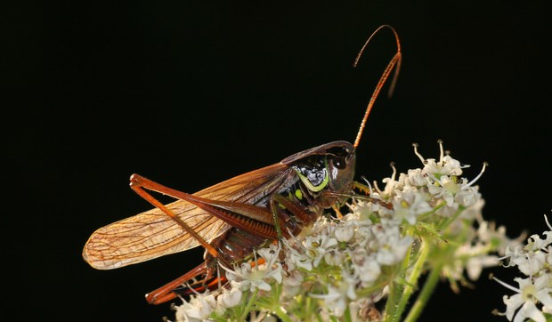 Cvrčak