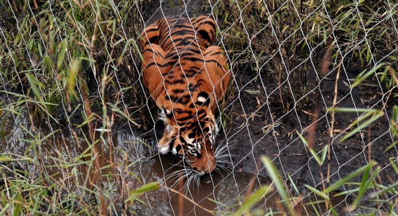 Melati was placed with the other tiger to try and breed as part of a Europe-wide programme to help boost the numbers of the endangered animal