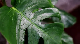 dlaczego monstera "płacze"? co zrobić gdy monstera "płacze"? co oznaczają krople wody na liściach monstery? czy monstera jest trująca?