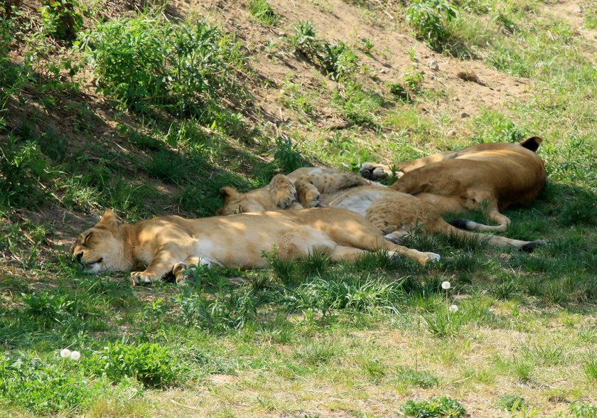 Stado lwów w zoo w Gdańsku