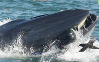 Videón, ahogyan a bálna bekap egy búvárt