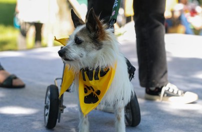 Zimowa zbiórka dla podopiecznych Towarzystwa Opieki nad Zwierzętami