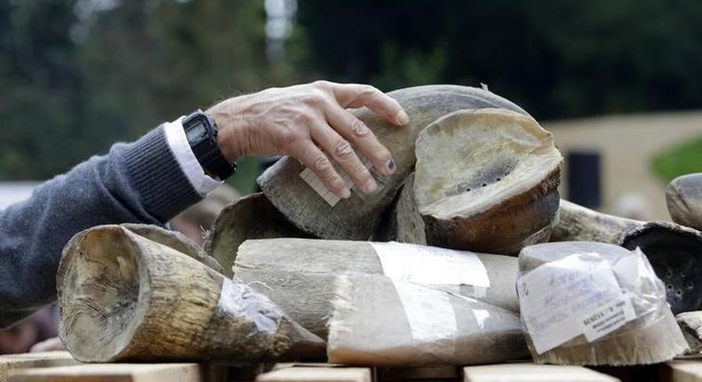 California auctioneer pleads guilty to $1 mln ivory, rhino horn smuggling