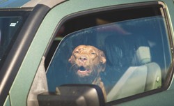 Dwa psy były zamknięte w nagrzanym aucie 8 godzin.