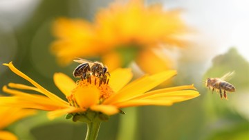 Ebből még baj lehet: ez az 5 élelmiszer biztosan eltűnne a méhek nélkül