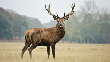 Białowieski Park Narodowy zaprasza turystów na rykowisko