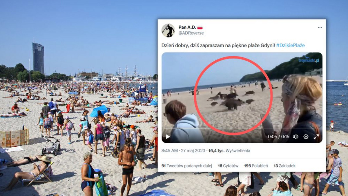 Odpoczywali na plaży w Gdyni, gdy nagle pojawiło się stado dzików