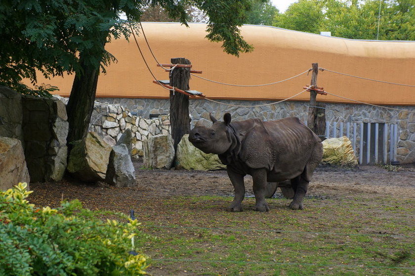 Nosorożec we wrocławskim ZOO