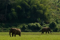 Zwolnili Amerykanina, który obraził monarchę