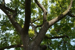 Jak blisko działki sąsiada można sadzić drzewa 2025? Kiedy sąsiad może żądać usunięcia drzewa? Co mówią przepisy?