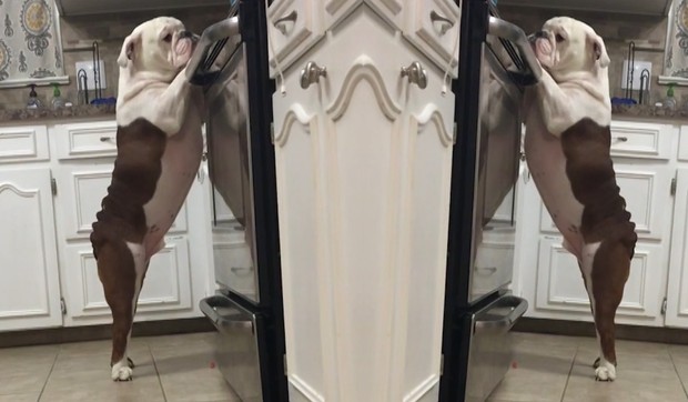 AP_buldog_krade_kolace_blic_vesti_safe