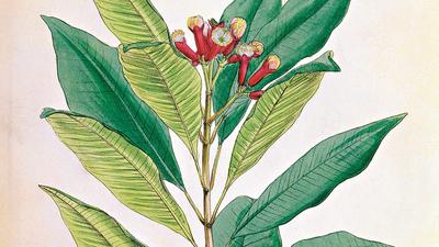 Clove, flower bud of Syzygium aromaticum (Eugenia carophyllata) tropical evergreen tree Native to Mo