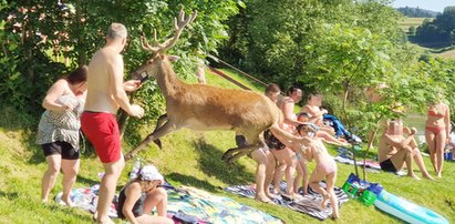 Jeleń wtargnął na plażę pełną turystów!