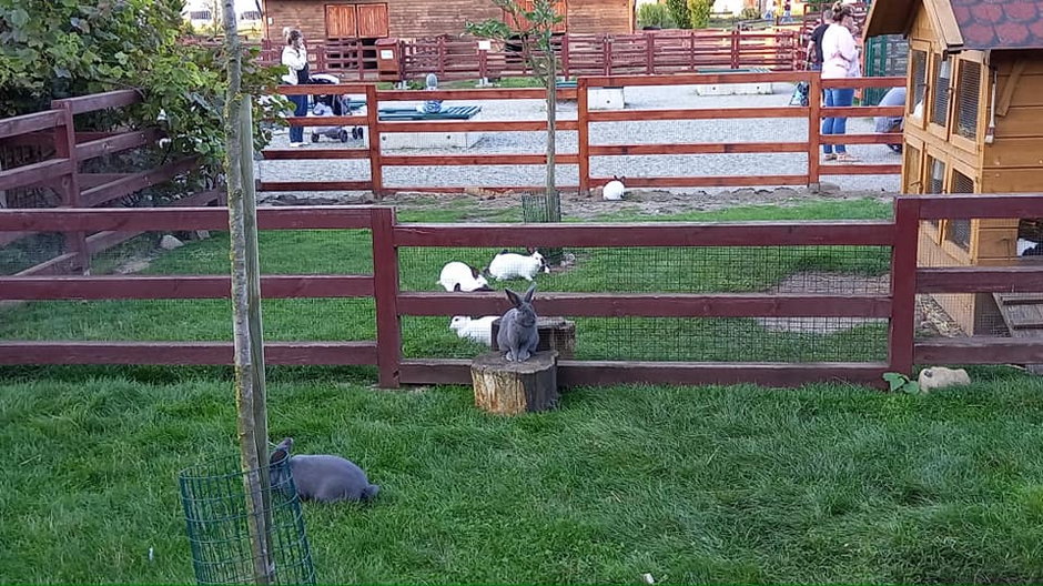 Zagrody z królikami