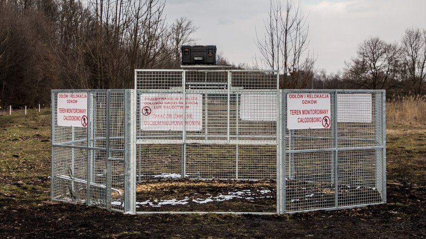 Oto pierwsza w Krakowie odłownia dzików