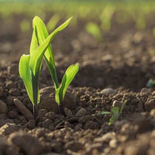 Nagyobb mennyiségű gyógyszermaradványok lehetnek a talajban