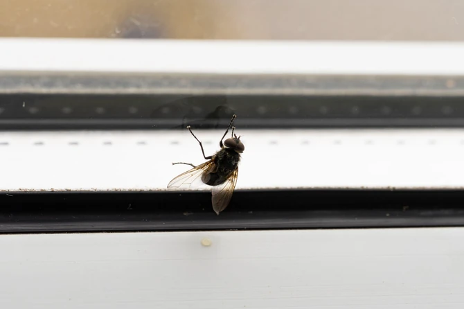Čim se temperature ustale na 15 stepeni, muve počinju da se razmnožavaju i ulaze u kuće i stanove