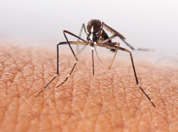 Polskie komary uciążliwe, ale niegroźne