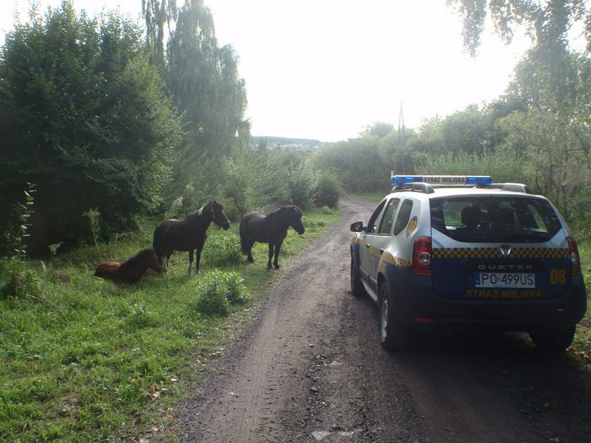 Kuce uciekły z pobliskiej hodowli