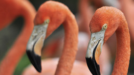Kegyetlenség: kővel dobált meg egy flamingót egy kisdiák, az állatot el kellett altatni