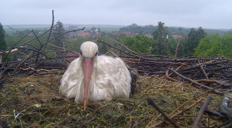 Az ostffyasszonyfai gólya, aki az idő ellenére rendületlenül melegíti tojásait