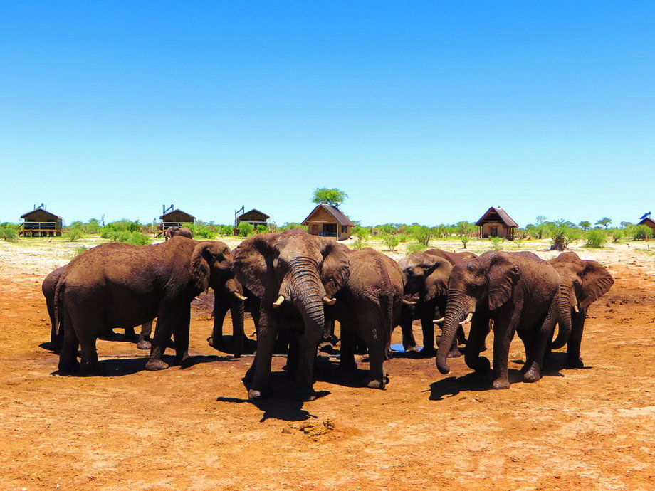 Next, they traveled to a lodge called Elephant Sands in Nata, Botswana. Since there were no walls or fences, massive herds of elephants could be seen roaming the grounds.