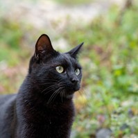 Szívmelengető: mentősök segítettek egy eszméletlen fekete cicán Szolnokon
