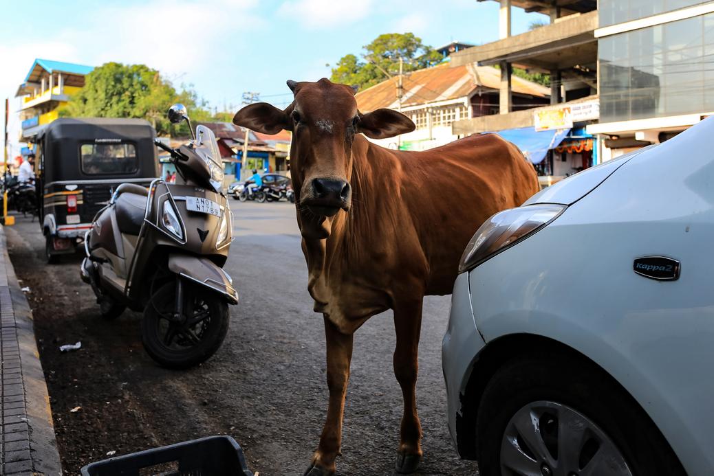 Święte krowy w Port Balair.