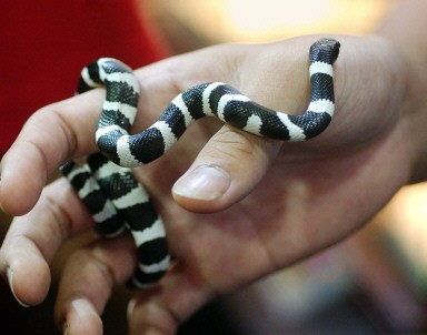 TAIWAN-ANIMALS-PET SHOW