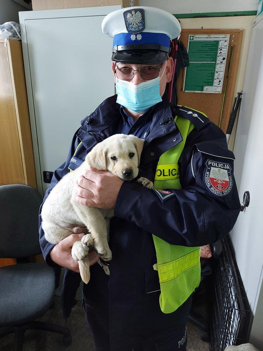 Labradorek zwiedzał świat