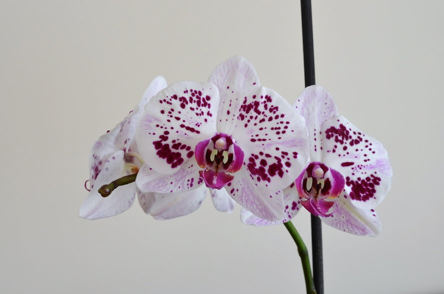 Orchidea - kareni/pixabay.com