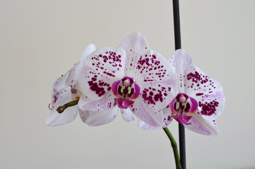 Orchidea - kareni/pixabay.com