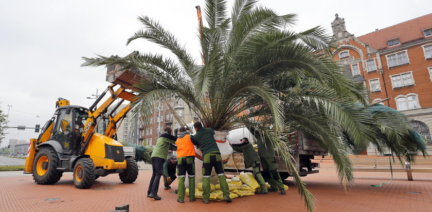 Palmy wróciły na rynek w Katowicach