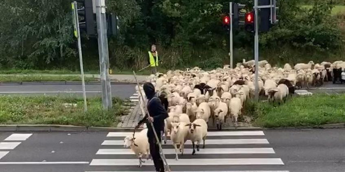 Przeprowadzili stado owiec na czerwonym