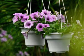 Neumorno cveta celog leta i ZALJUBLJENA je u sunce: Njeno veličanstvo PETUNIJA idealna je za ovo doba godine, a podnosi i NAJVEĆE VRUĆINE