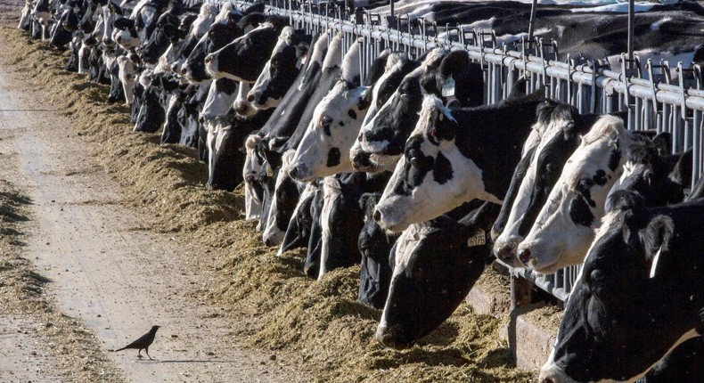 Since H5N1 made the unexpected jump from birds to cattle, experts are increasingly worried about human spread.Rodrigo Abd/AP Photo