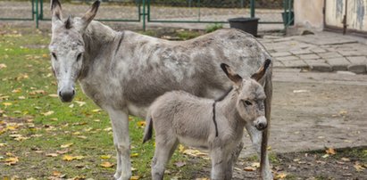 Tragedia w ZOO. Nie zobaczymy już słynnych osiołków