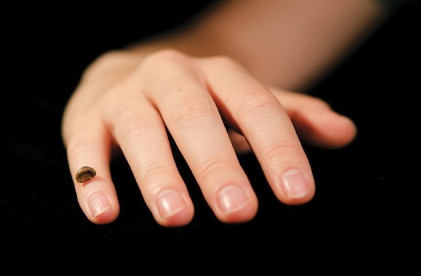 Replika sićušne kosti iz prsta devojčice iz Sibira, zahvaljujući kojoj je izdvojen genom