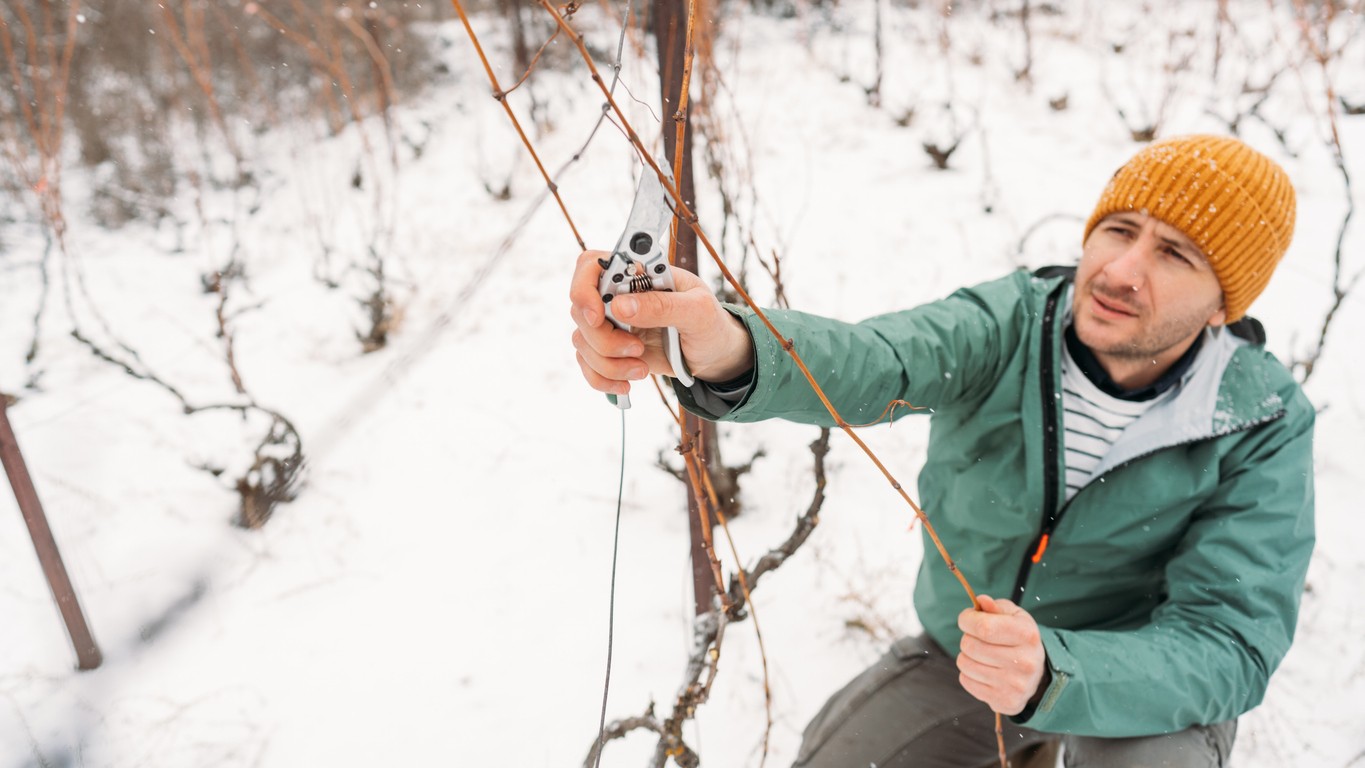 Zimný rez viniča: Prečo je január a február lepší než december.