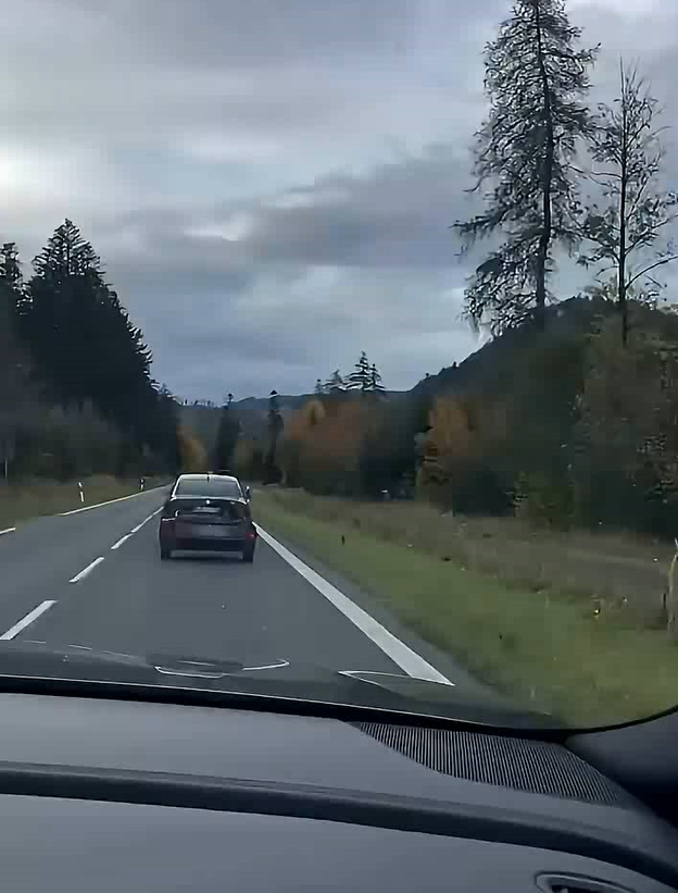 Vodič prevážal mŕtveho medveďa na vozíku.