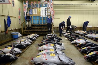Aukcja tuńczyków w Japonii. 4,5 mln jenów za 180 kg rybę [GALERIA]