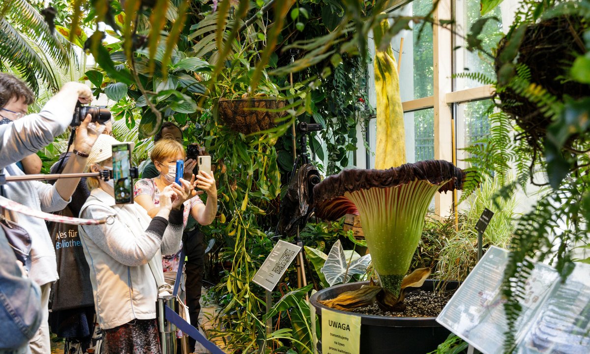 Dziwidło znów zakwitnie w Warszawie. Roślina śmierdzi padliną