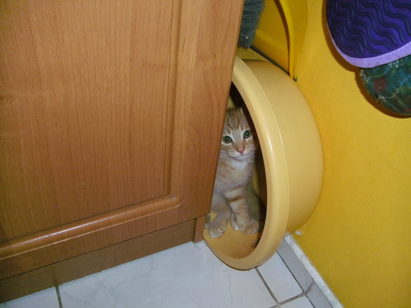 Kot za szafą