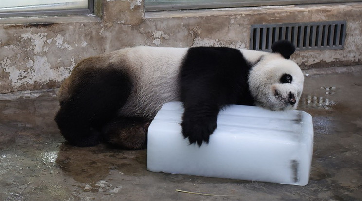 Ezt a pandát bizony csak ez a jégtömb tudja lehűteni / Fotó: Profimedia-Reddot