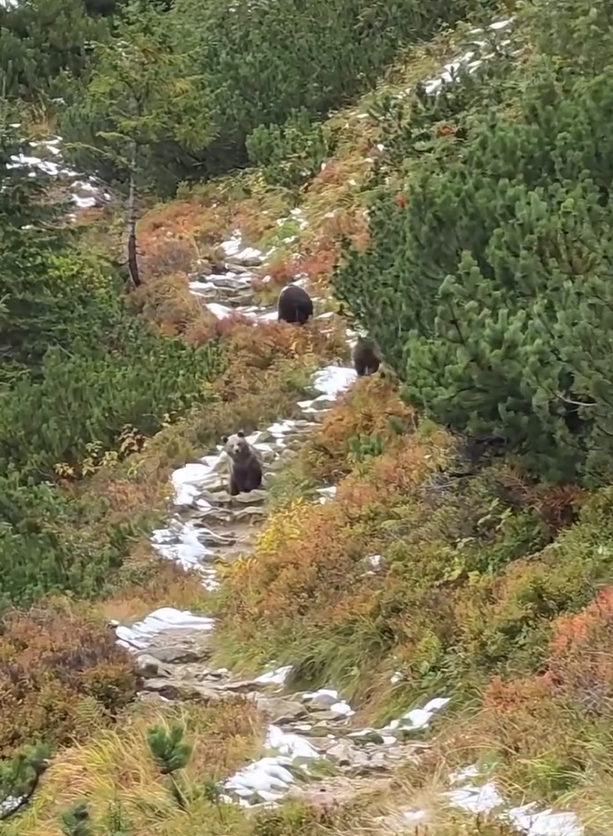 Medvedica viedla svoje mladé po turistickom chodníku.