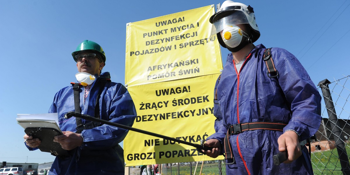 ćwiczenia dotyczące zwalcznia amerykańskiego pomoru świń