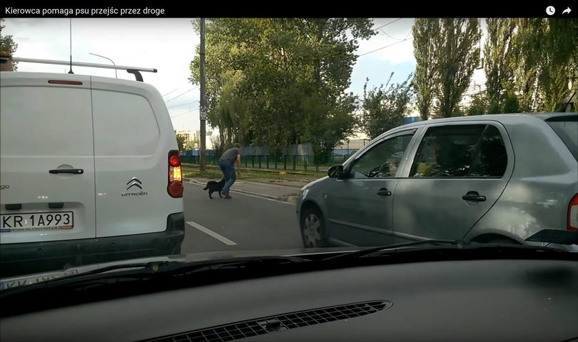 Wzruszający gest kierowcy z Krakowa. Zablokował ruch, żeby uratować psa
